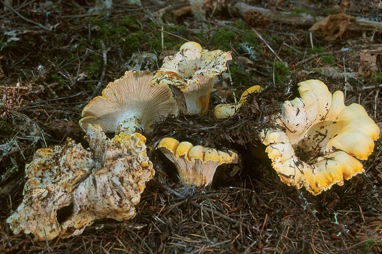 Cantharellus cascadensis